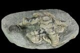 Two Fossil Crinoids (Onychocrinus & Camptocrinus) - Indiana #122982-3